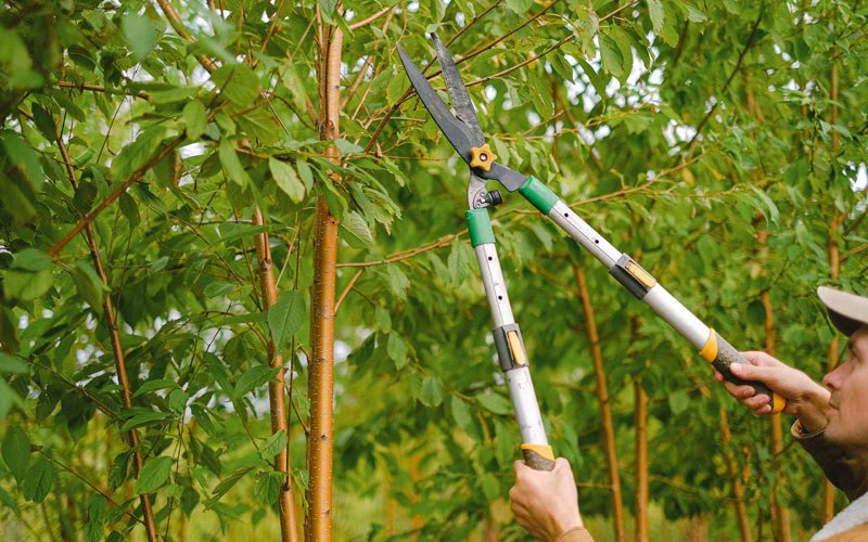 Tree trimming in Wrangell, AK