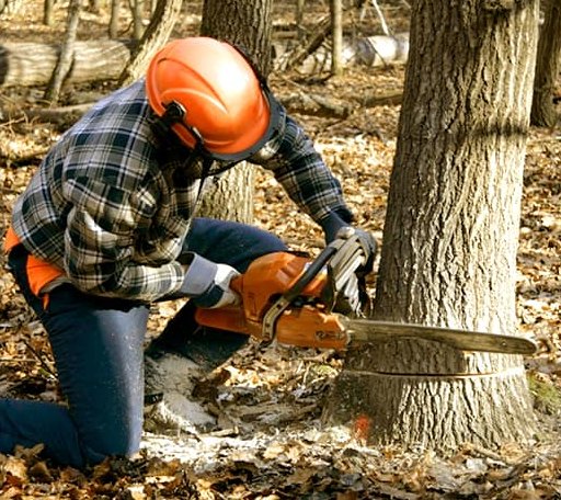 Tree Removal in Wrangell, AK